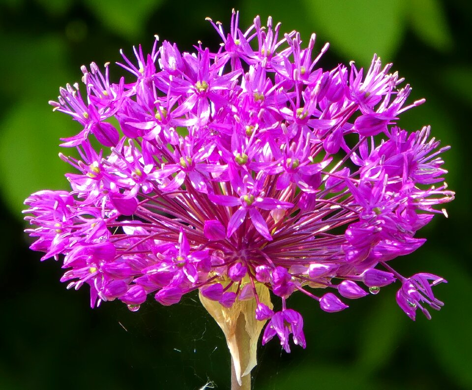 Summer garden flowers