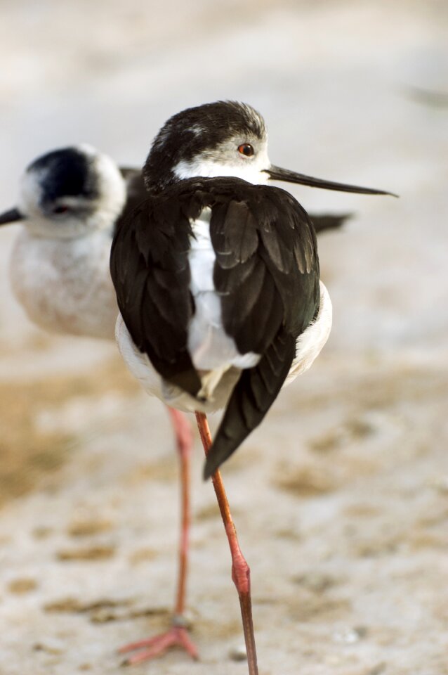 Animal wader bill