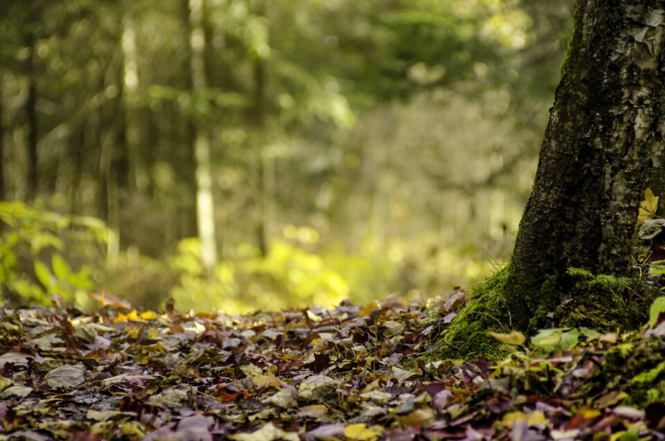 Foam leaf trail photo