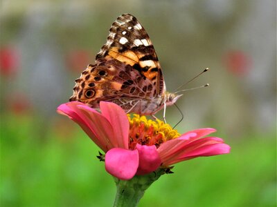 Butterfly butterfly on flower butterfly feeding photo