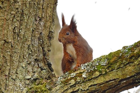 Tree the squirrel charming