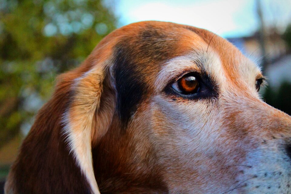 Animal cute canine