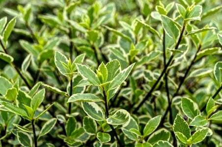 Plant nature growth