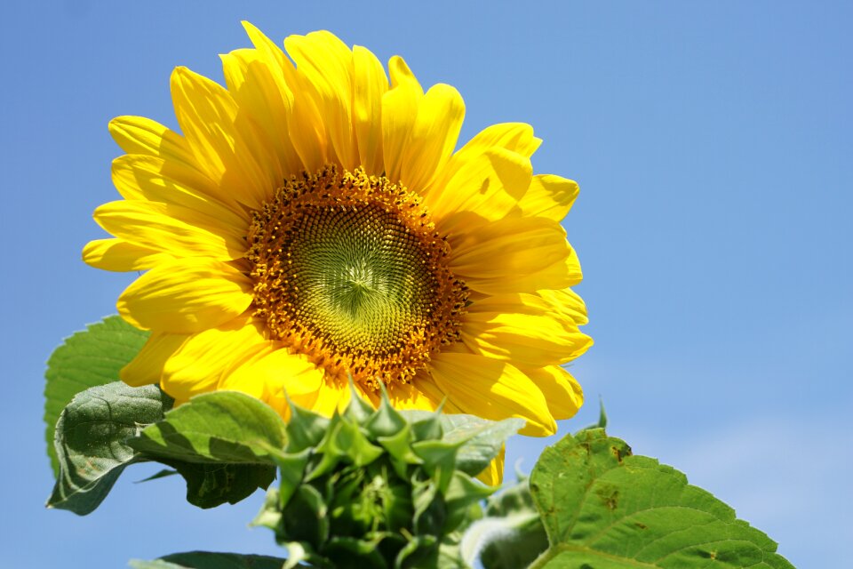 Yellow flower sun flower Free photos