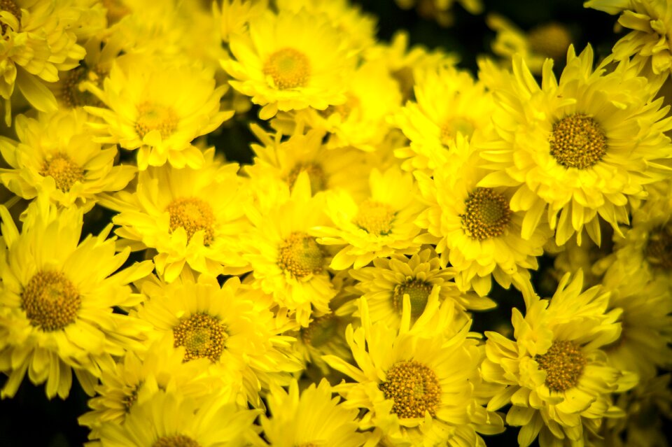 Affix yellow flower autumn