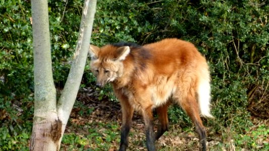 Mähnenwolf Wilhelma 1