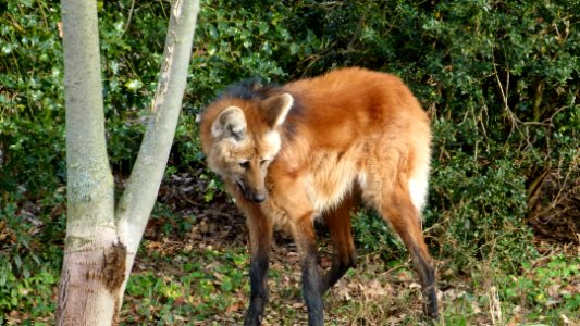 Mähnenwolf Wilhelma 2
