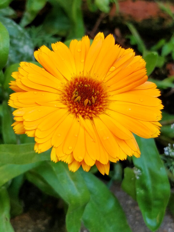 Yellow horticulture rain
