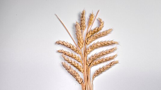 Corn on the cob wheat klasky