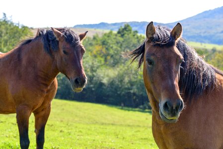 Para animals horse photo