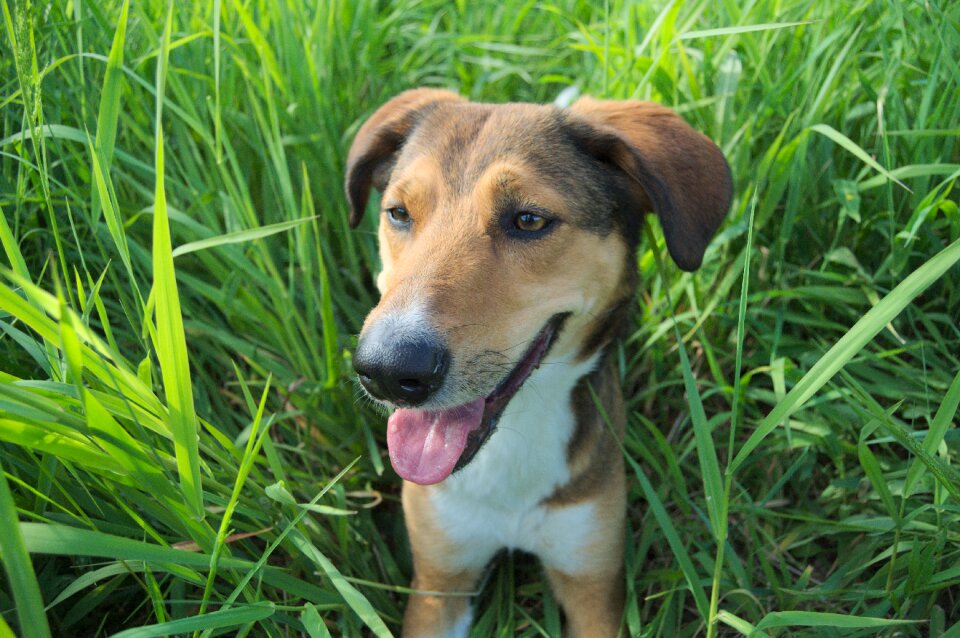 Nature hybrid quadruped