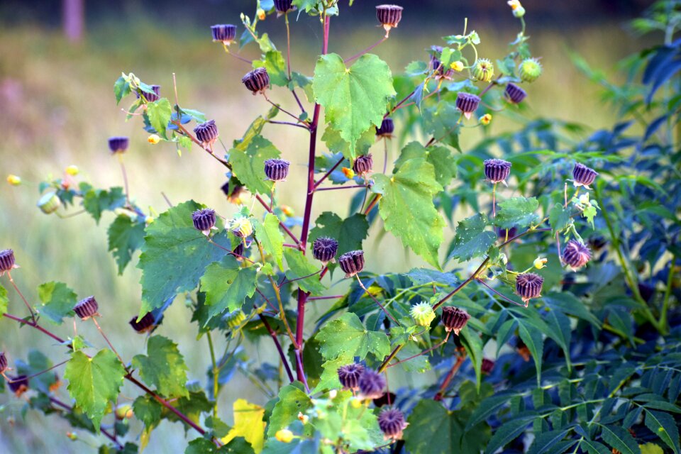 Ragworts weed plants