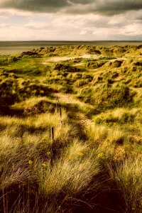 Plants grass seashore