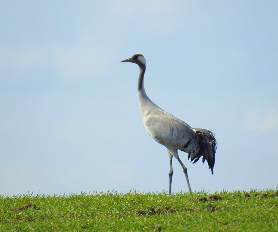 Water bird nature meadow