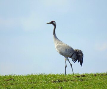 Water bird nature meadow photo