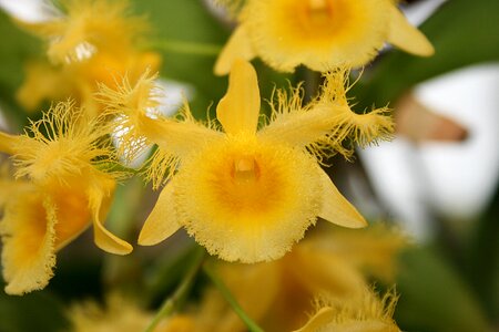 Leaf orchid flowers