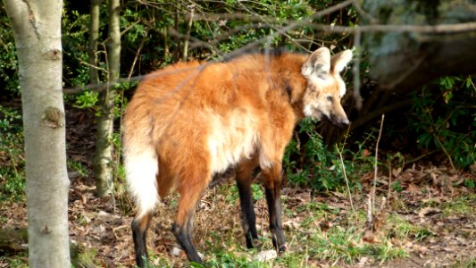 Mähnenwolf Wilhelma 3