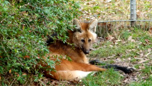 Mähnenwolf Wilhelma 7