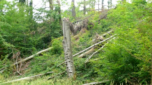 Tornado 2010 Seifersdorf 15