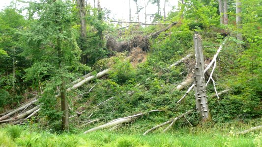 Tornado 2010 Seifersdorf 16