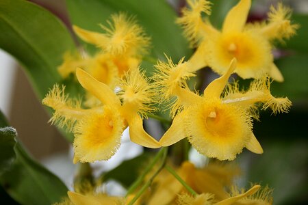Leaf floral orchid