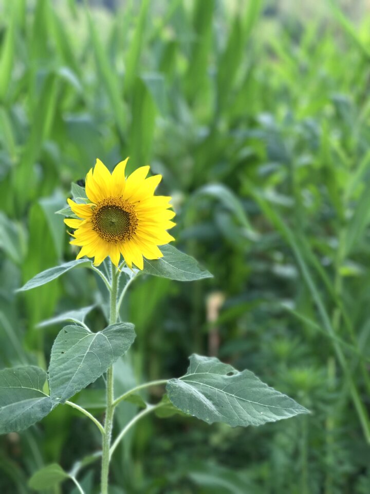 Flower sun blooming