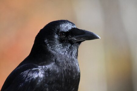 Close-up profile portrait