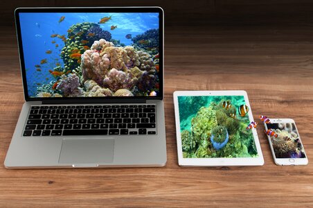Exotic fish water ocean