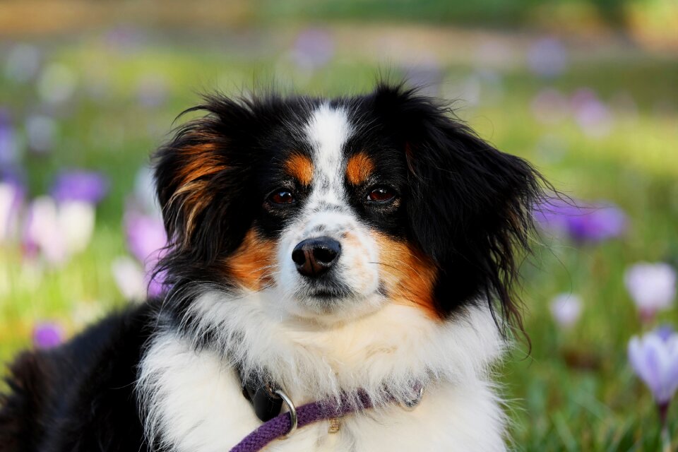 Herding dog good-natured protective