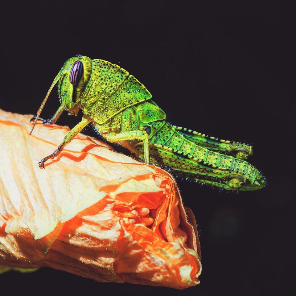 Animal animal world insect