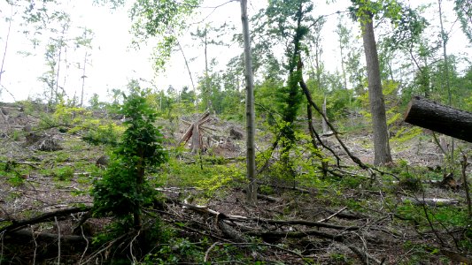 Tornado 2010 Seifersdorf 09