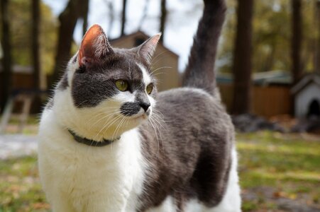 Nature cat kitten