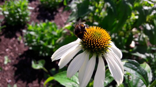 Bumble bees pistils yellow