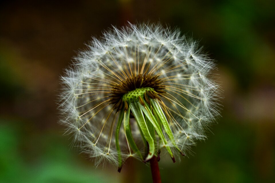 Nature plant summer