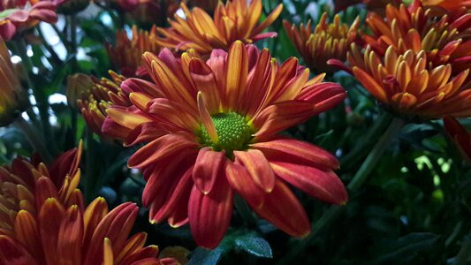 Flowers orange orange flower