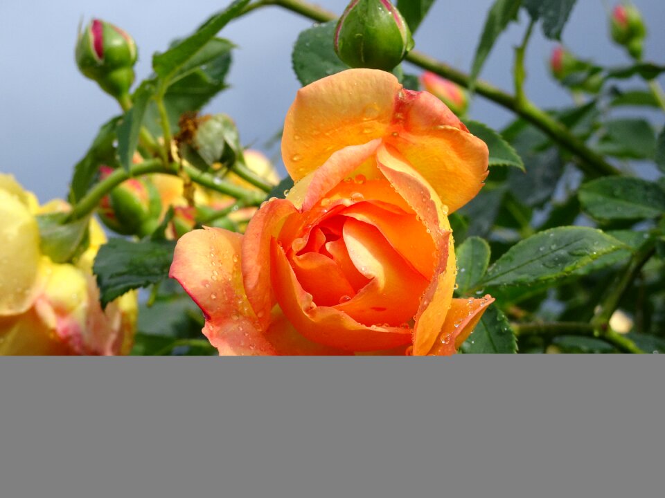 Rose orange sunny spell