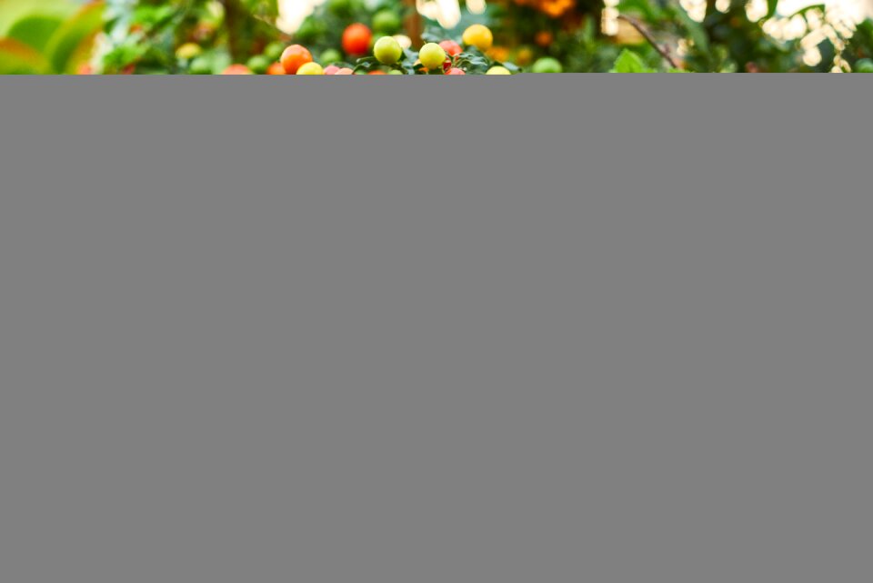 Live oxygen chlorophyll