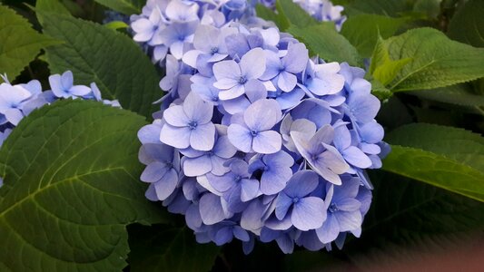 Blue hydrangeas flower plant