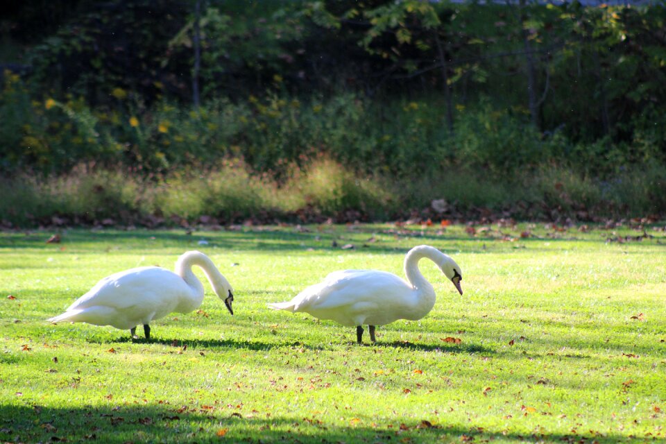 Swan bird nature