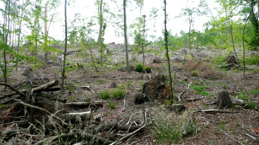 Tornado 2010 Seifersdorf 10