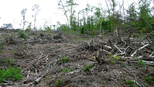 Tornado 2010 Seifersdorf 07