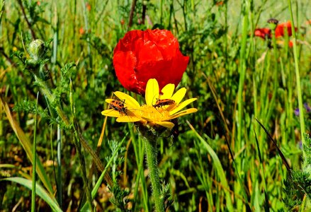 Tulip nature prato