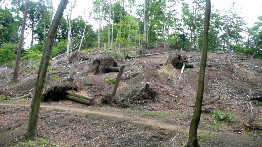 Tornado 2010 Seifersdorf 14