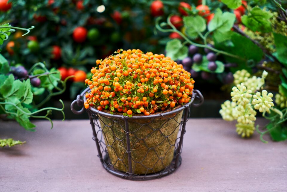 Flowerpot nature live