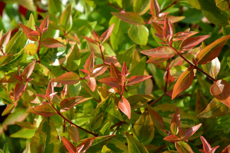 Nature leaf green