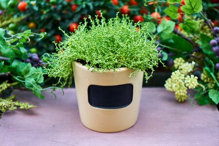 Live oxygen chlorophyll