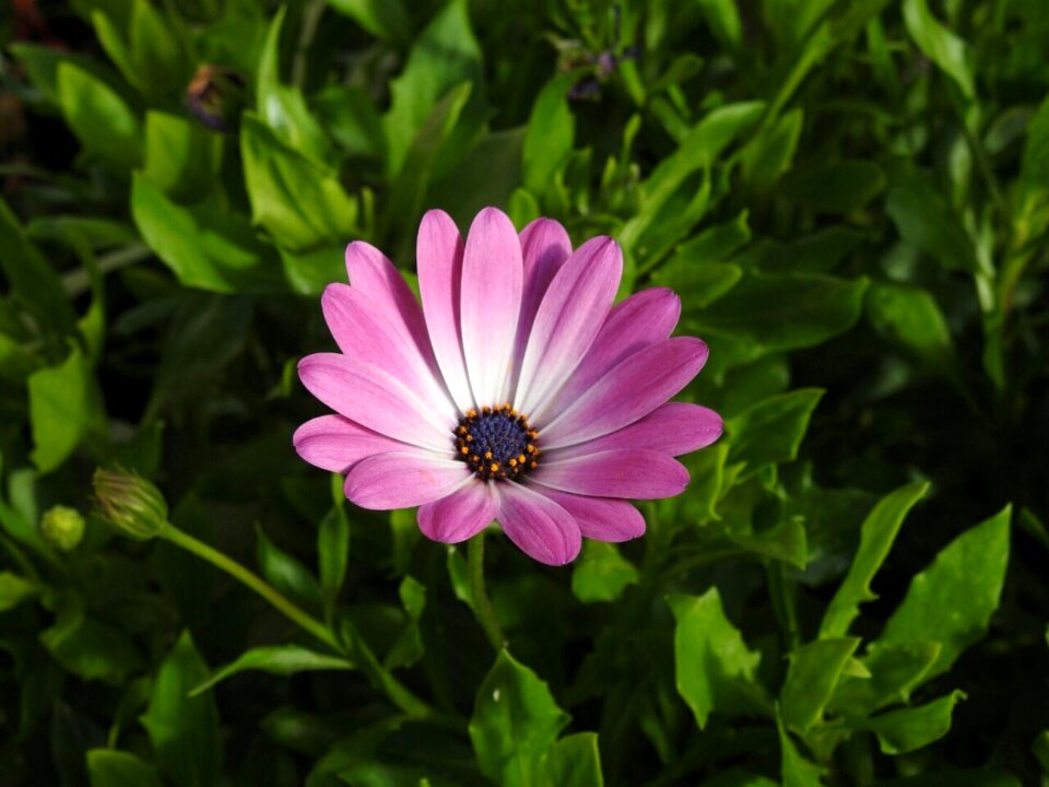 Blossom bloom purple flower photo