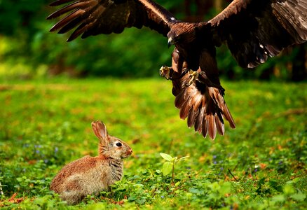 Bird wild bird flying