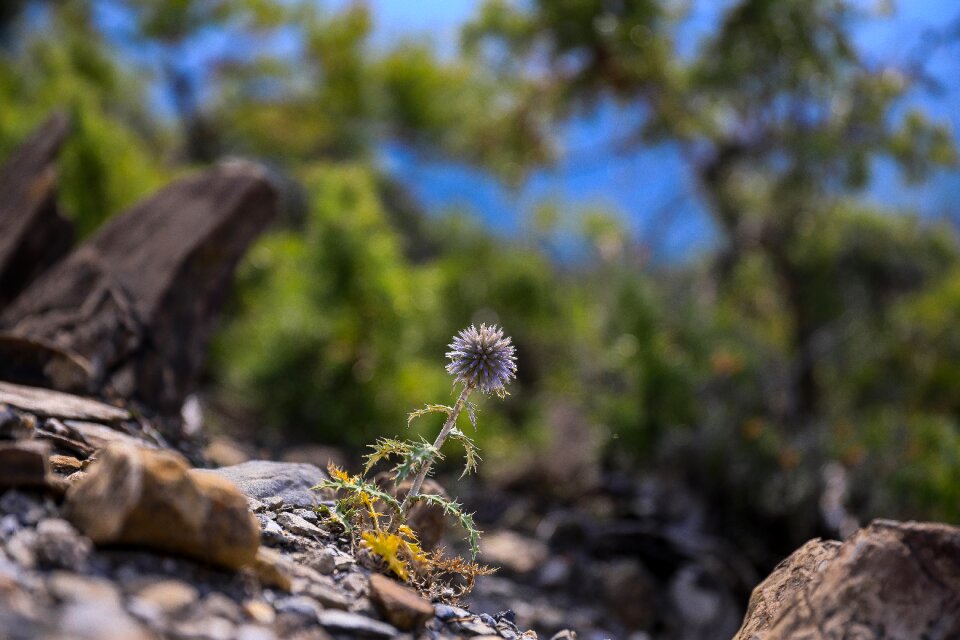 Nature meadow flower twinge