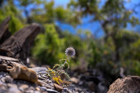 Nature meadow flower twinge